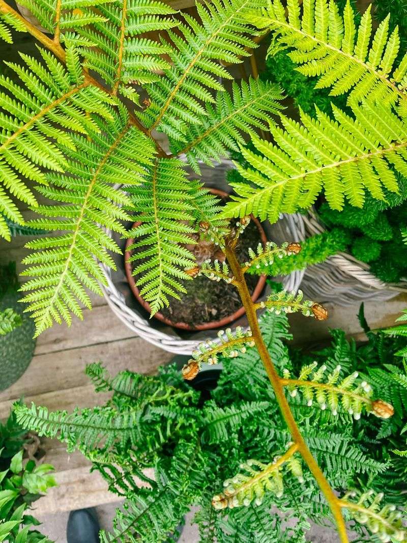 Tree Fern