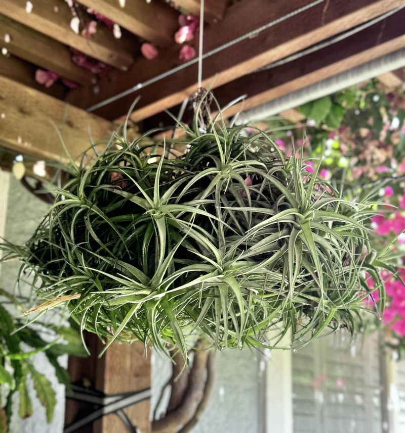 Air Plants – Absorb Nutrients Without Soil