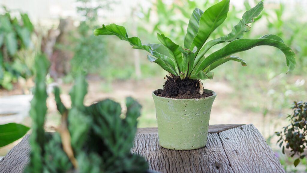 birds nest fern