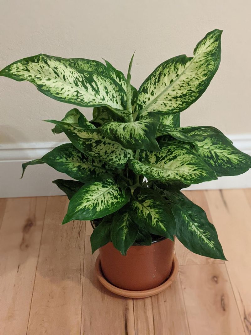 Dumb Cane (Dieffenbachia)