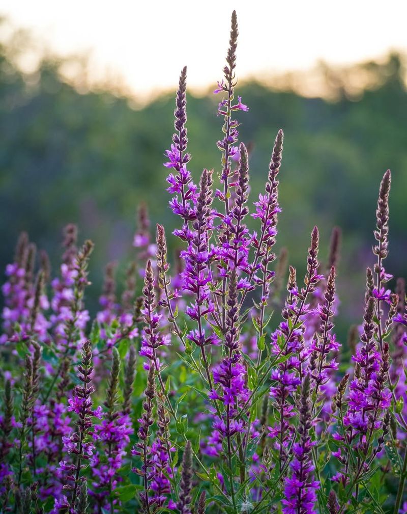 Purple Loosestrife (Lythrum salicaria)