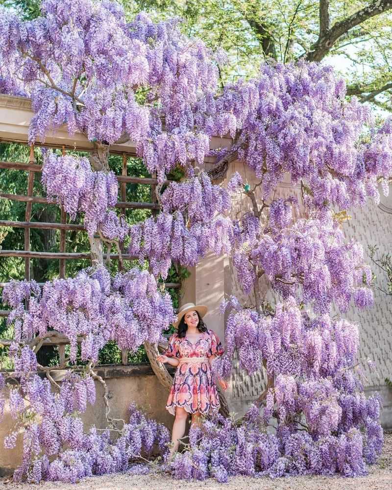 Chinese Wisteria