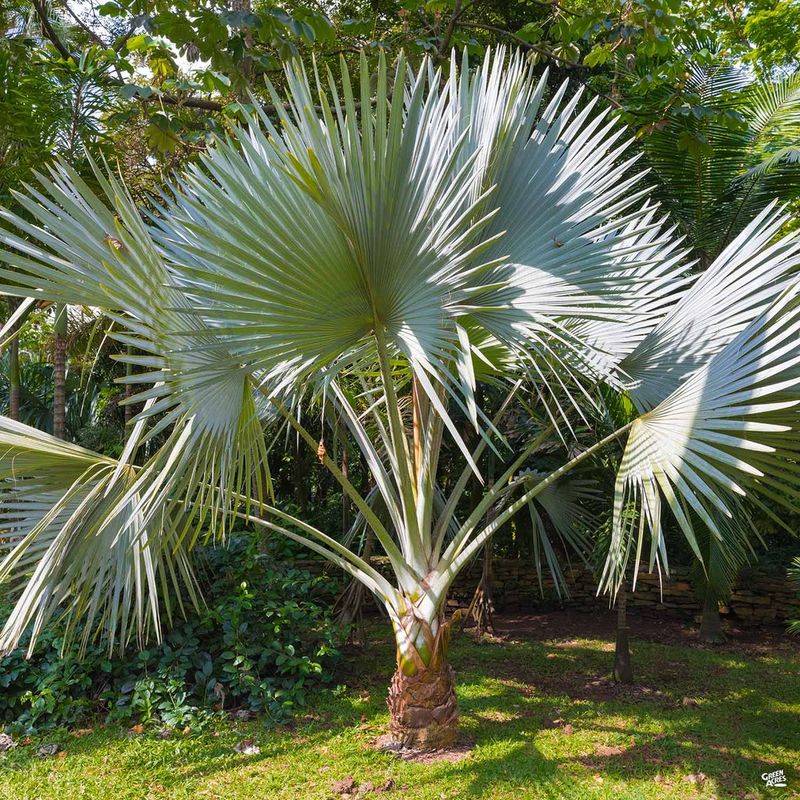 Windmill Palm