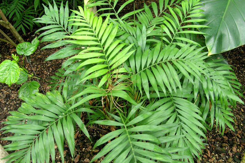 Chamaedorea Palm