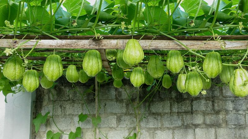 Chayote