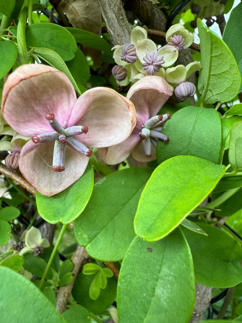 Chocolate Vine (Akebia quinata)