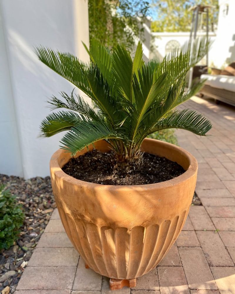 Sago Palm