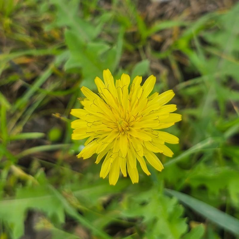 Snowdonia Hawkweed