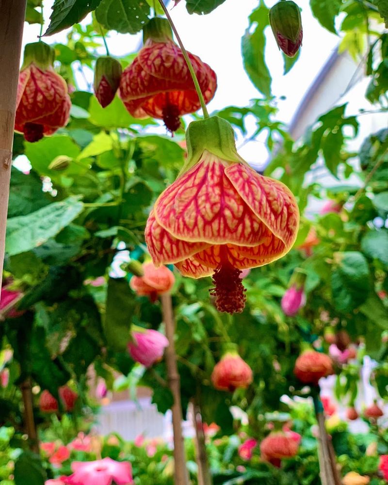 Chinese Lantern Plant 