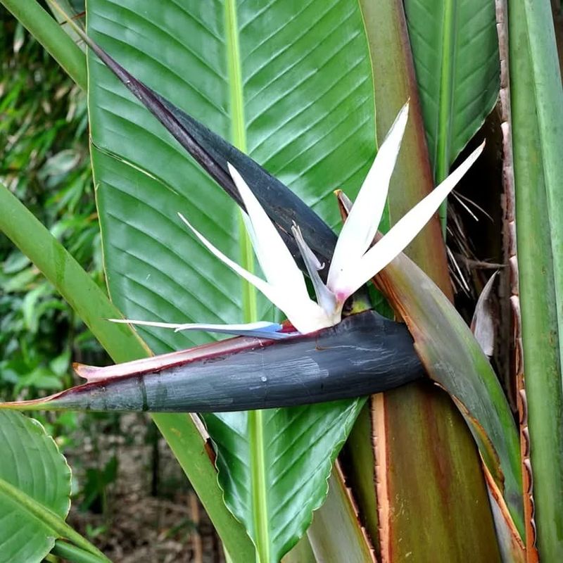 Giant Bird of Paradise