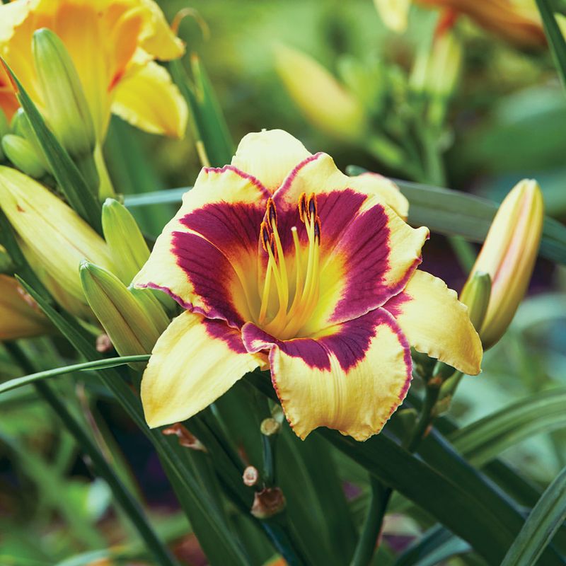 Daylily