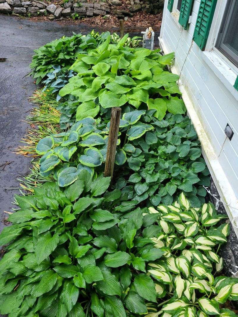 Hostas