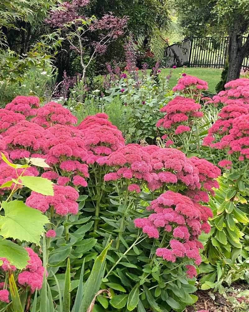 Sedum ‘Autumn Joy’