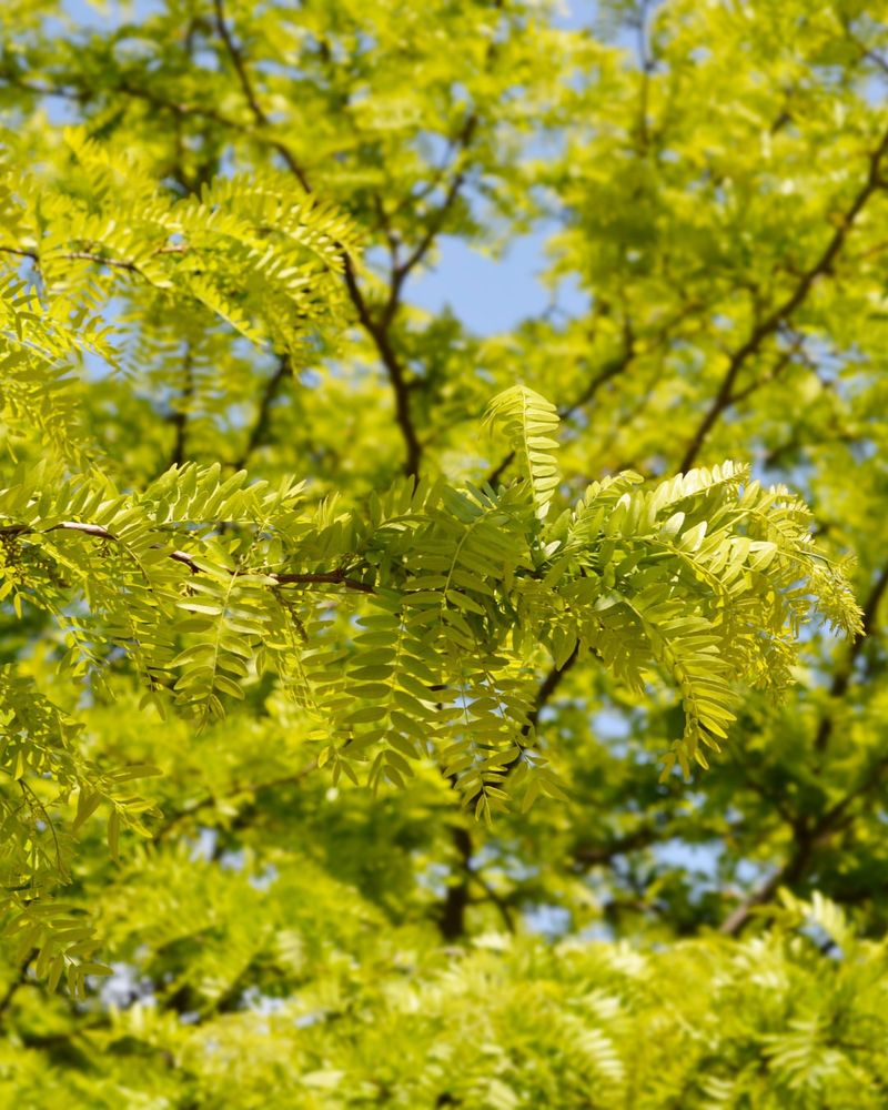 Honey Locust