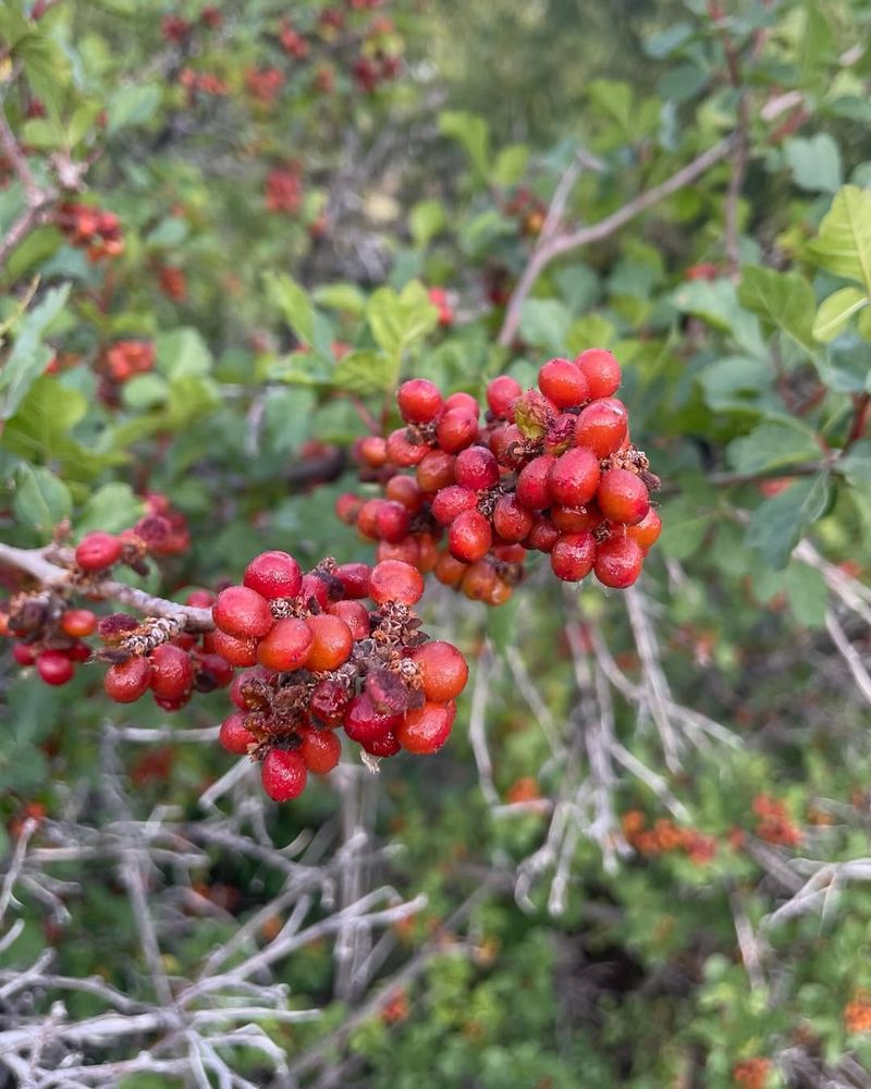 Goji Berry (Lycium barbarum)