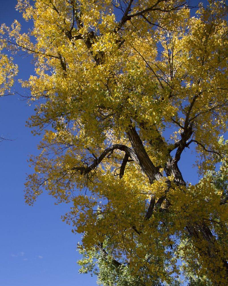 Cottonwood Tree