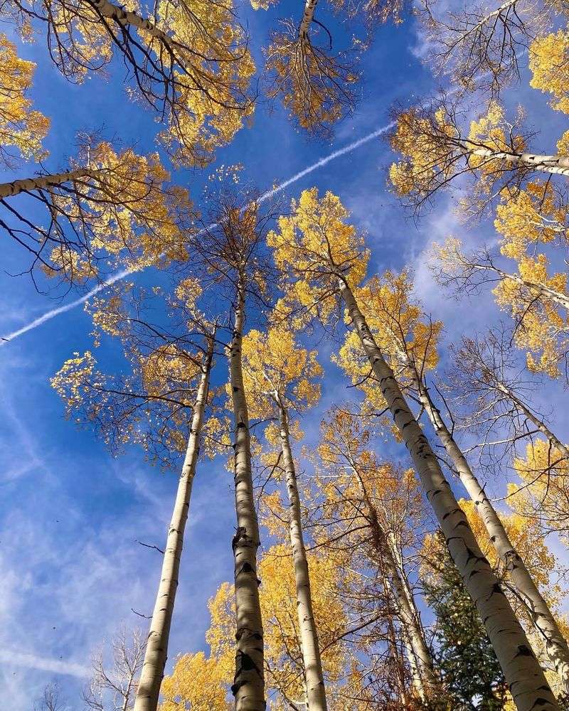 Aspen Tree