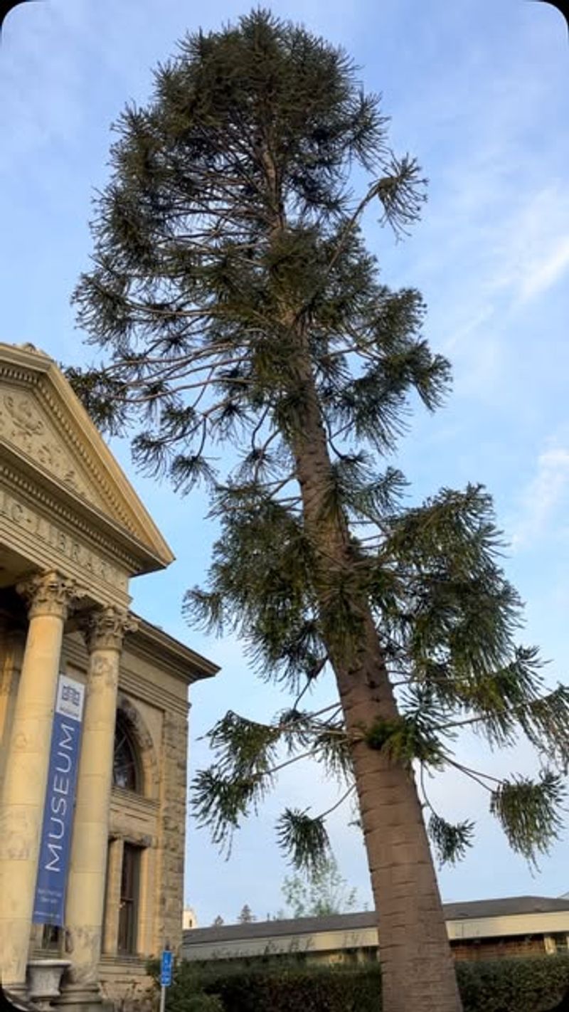 Bunya Pine (Araucaria Bidwillii)