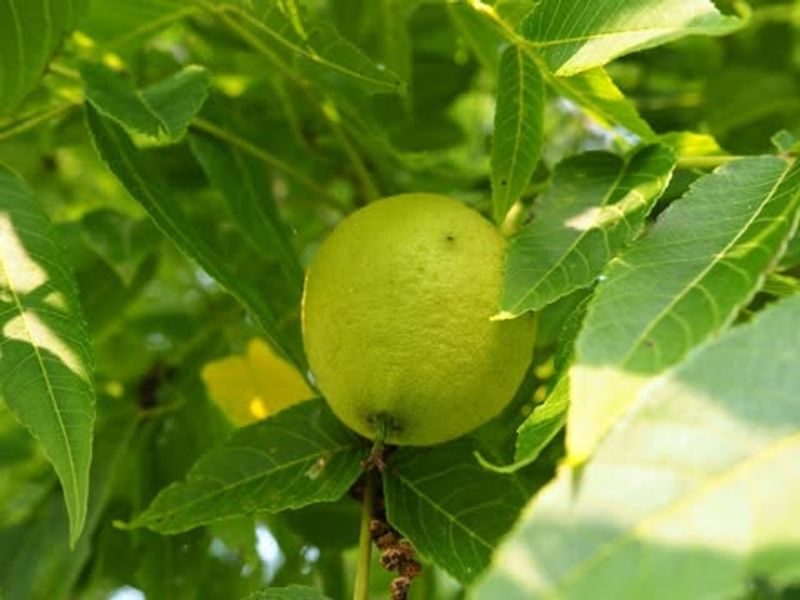 Black Walnut (Juglans nigra)