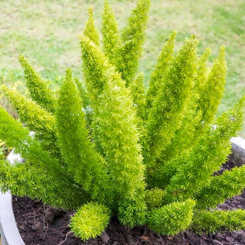 Foxtail Fern