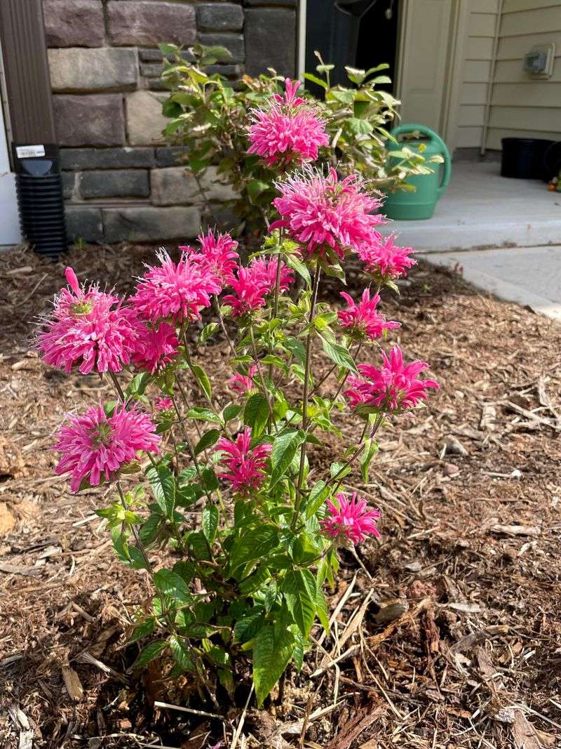 Bee Balm