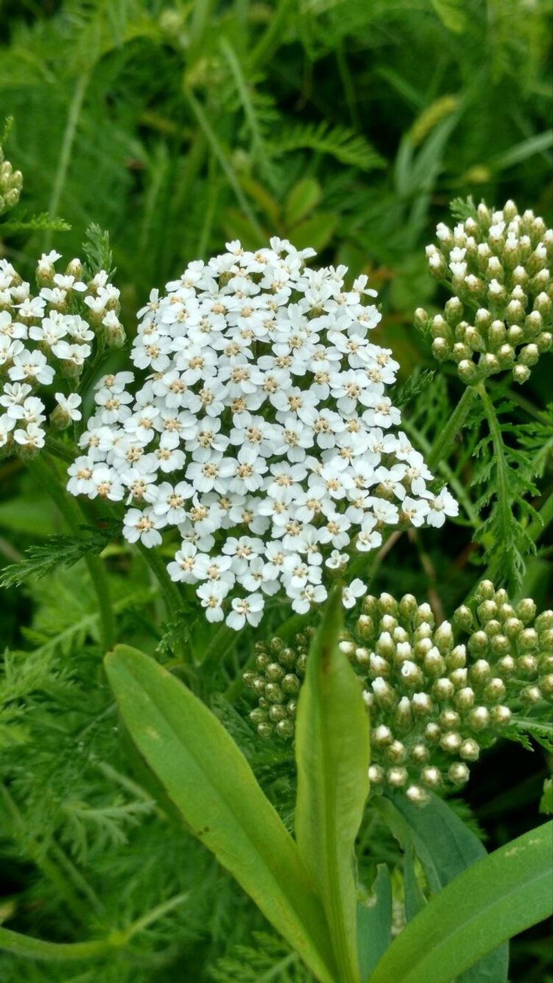 Yarrow