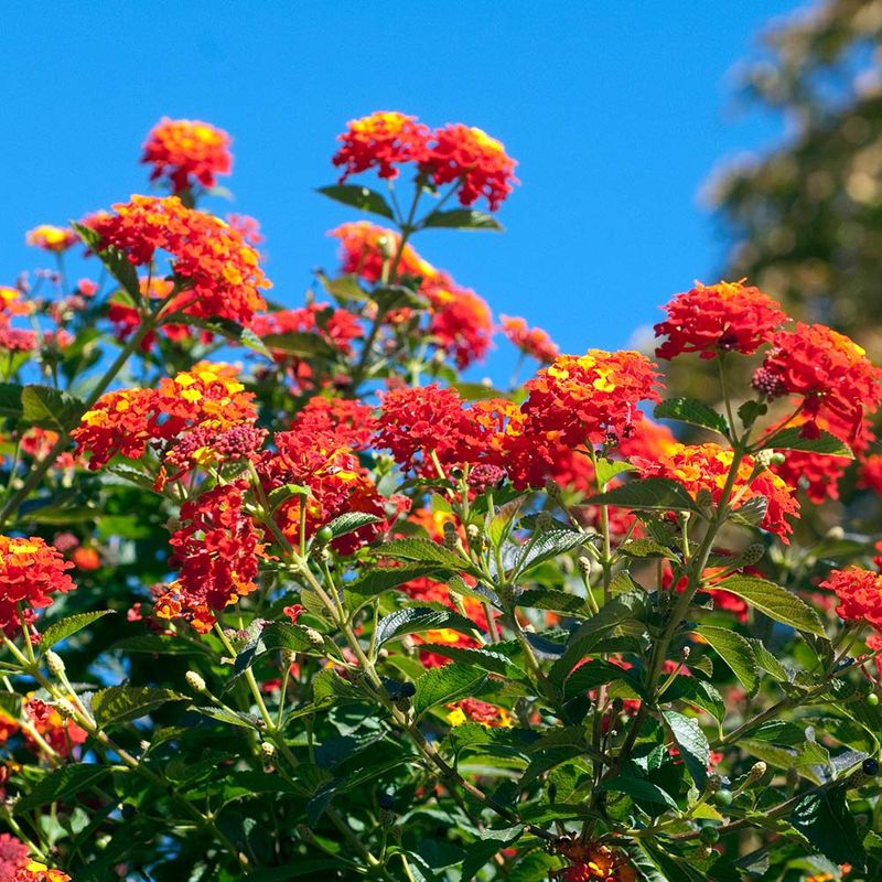 Lantana