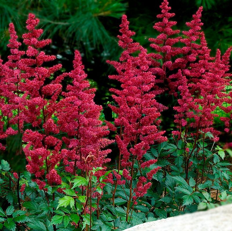 Astilbe