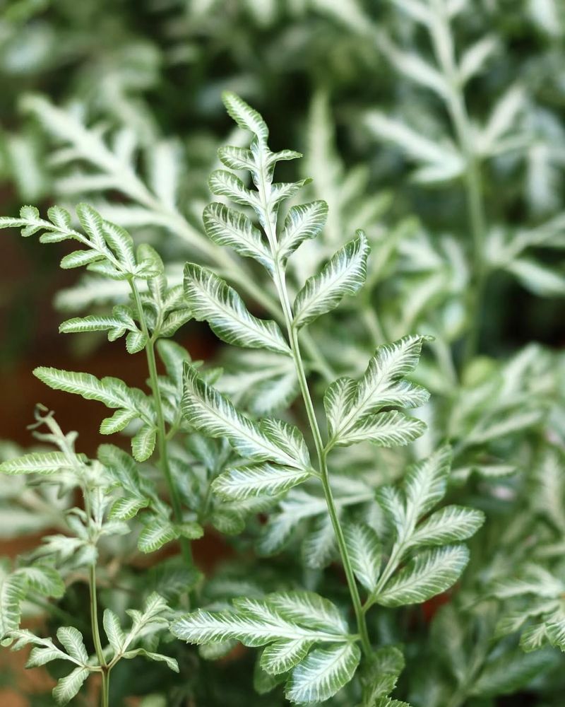 Japanese Painted Fern