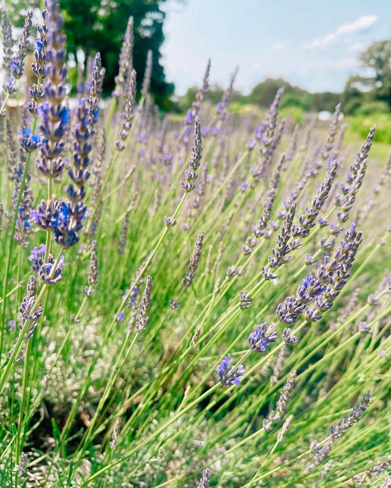 Lavender (Lavandula)