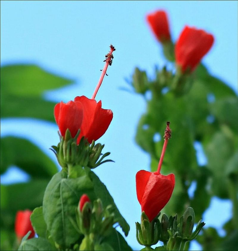 Turk’s Cap (Malvaviscus arboreus)