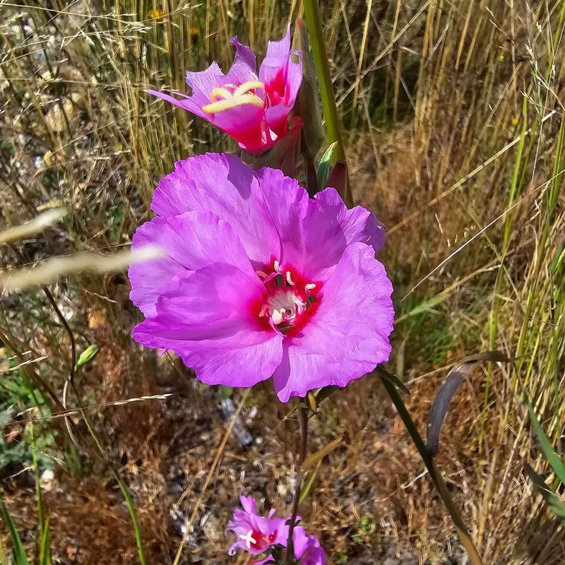 Godetia (Clarkia amoena)
