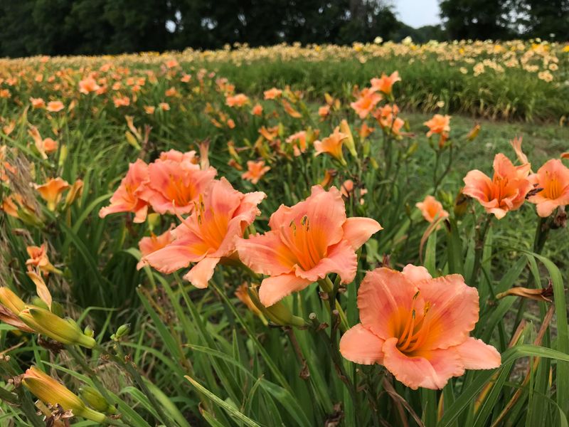 Daylily (Hemerocallis)