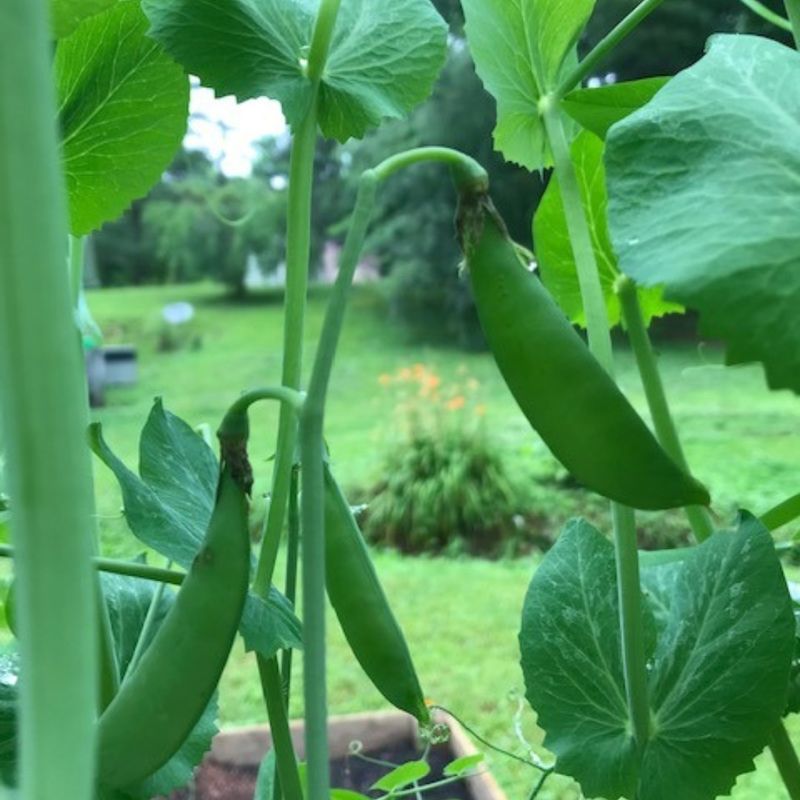 Snap Peas