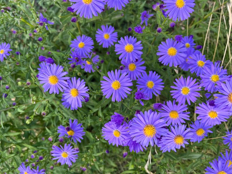 Asters