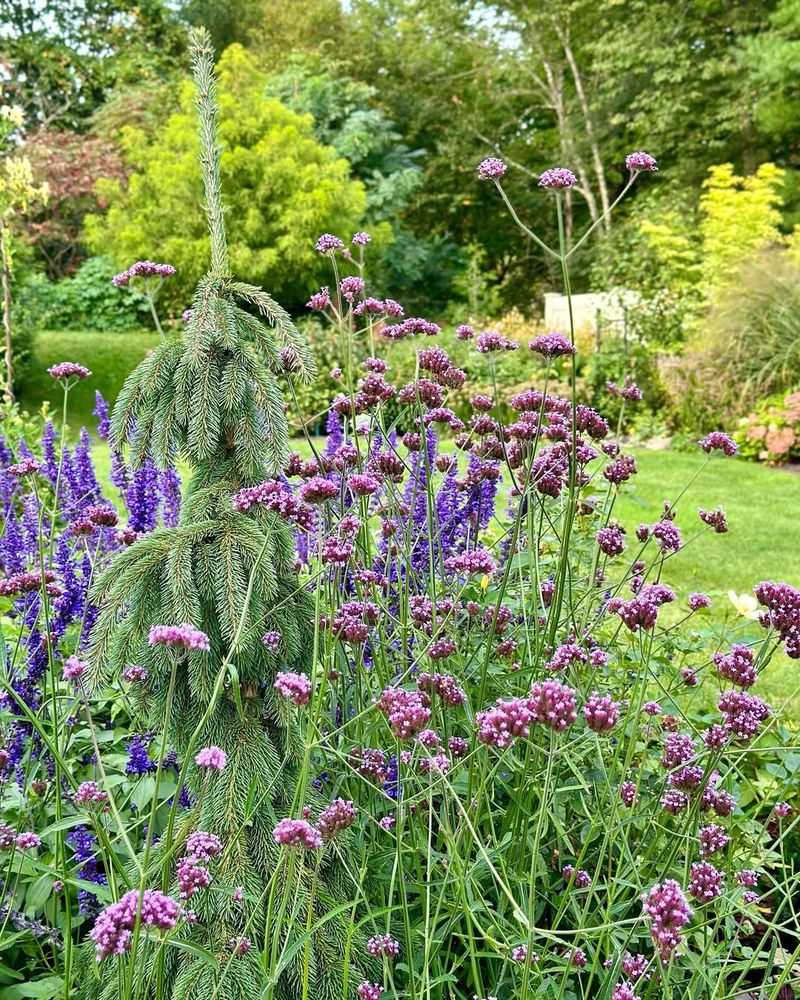 Salvia and Verbena