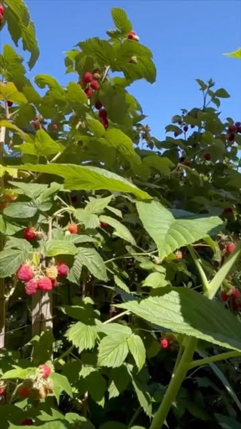 Raspberries