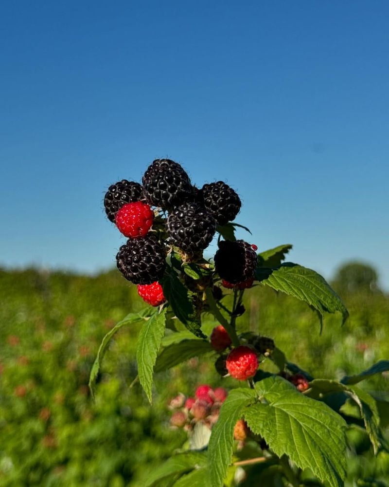 Raspberries