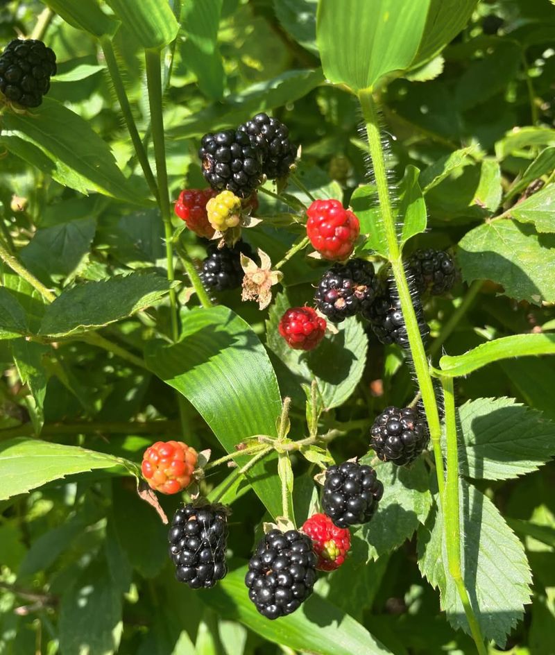 Native Blackberries