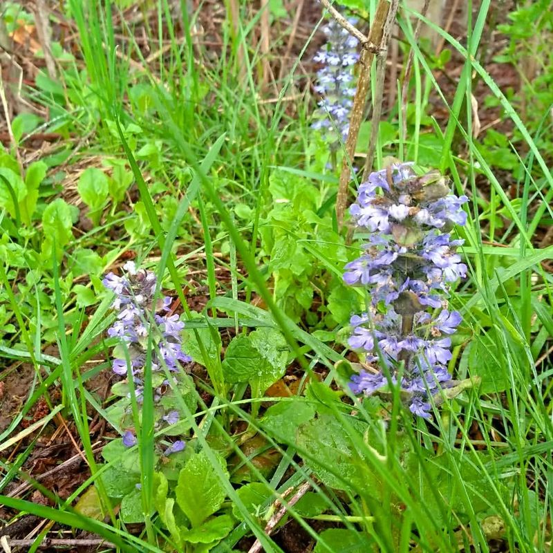 Carpet Bugle (Ajuga reptans)