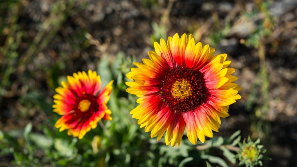 Blanket Flower