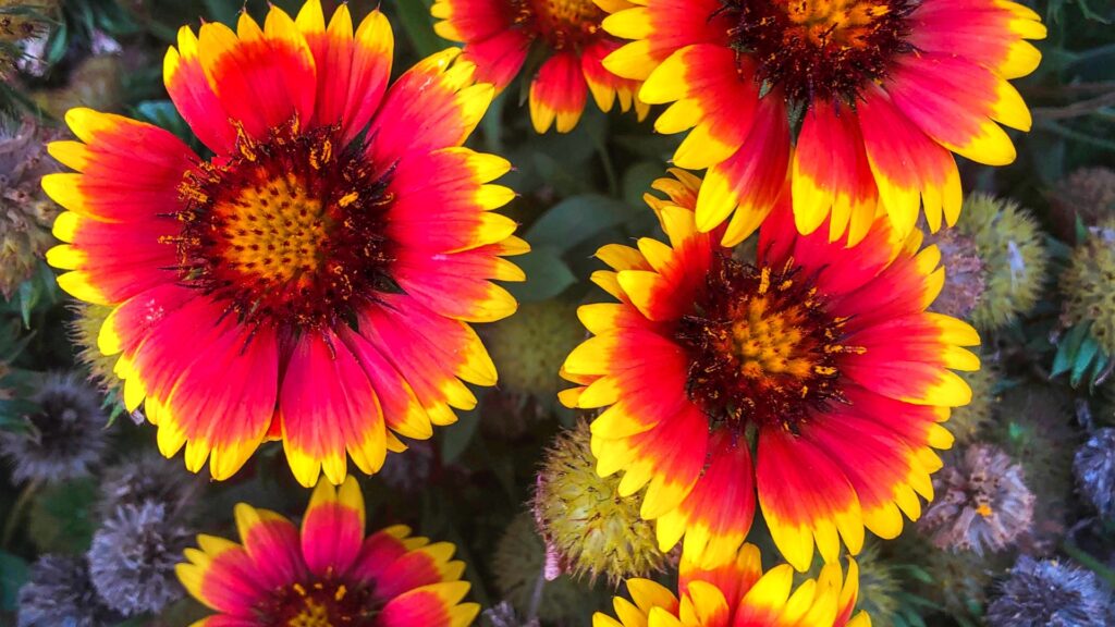 blanket flower