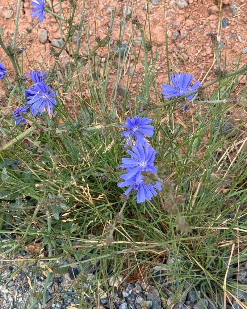 Chicory