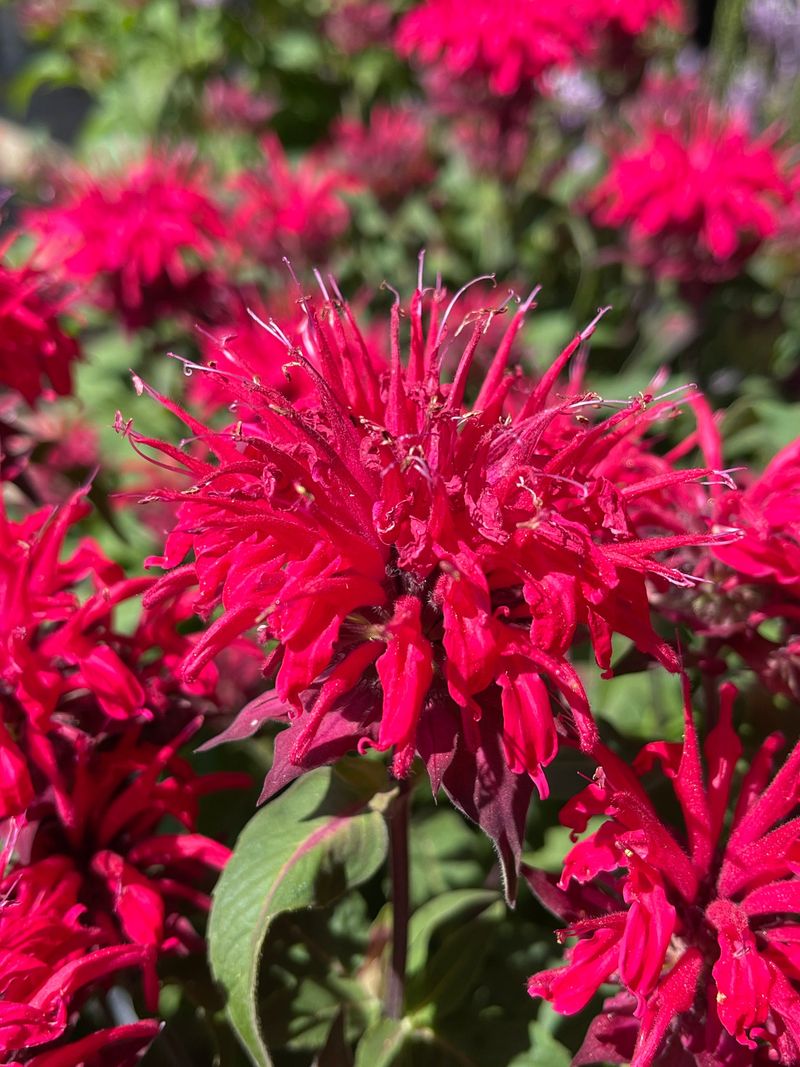 Bee Balm