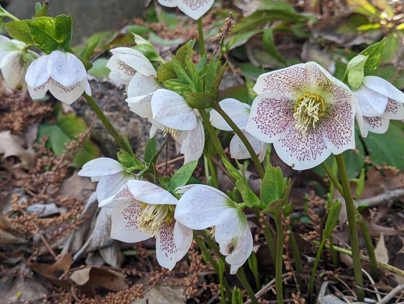 Hellebore (Helleborus)