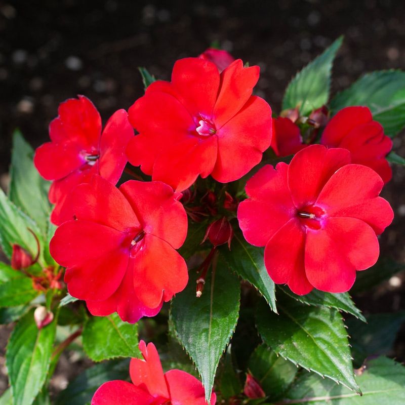 Impatiens