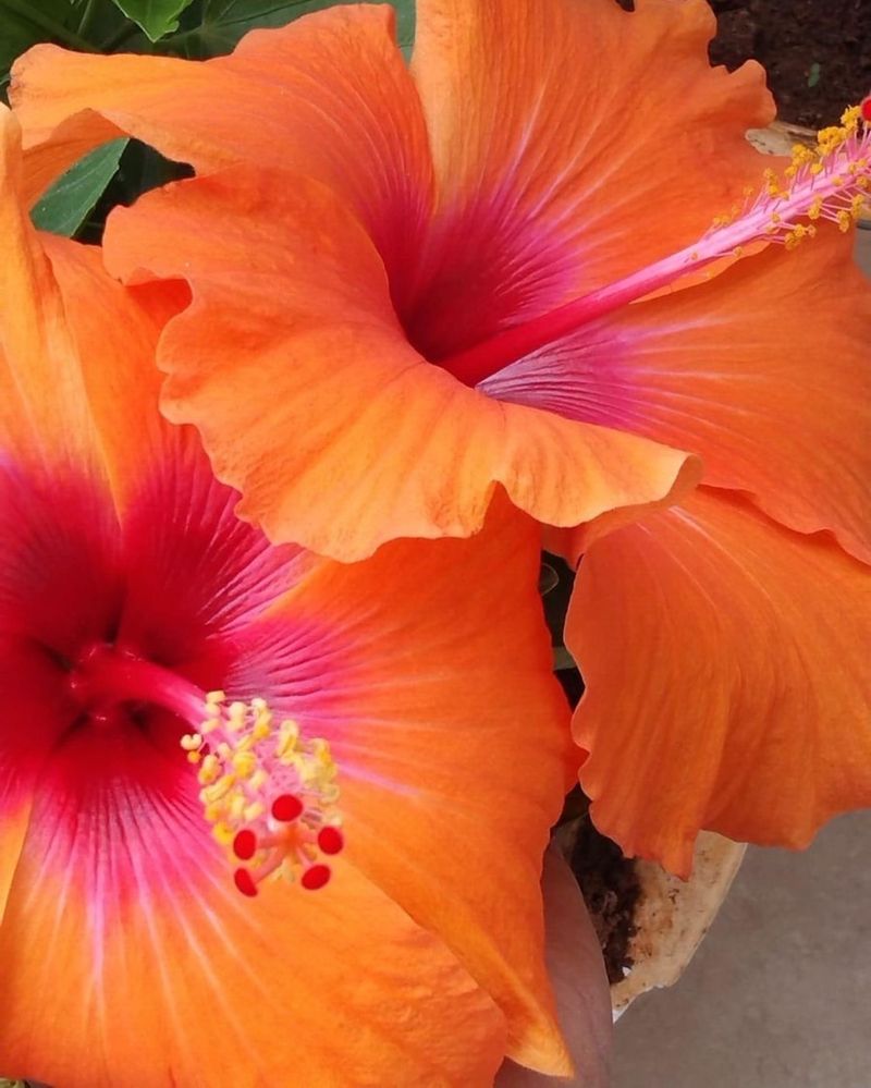 Fiery Hibiscus