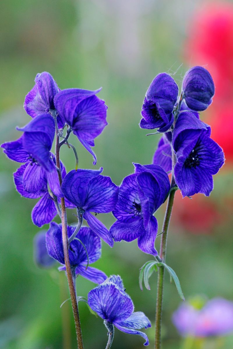 Monkshood