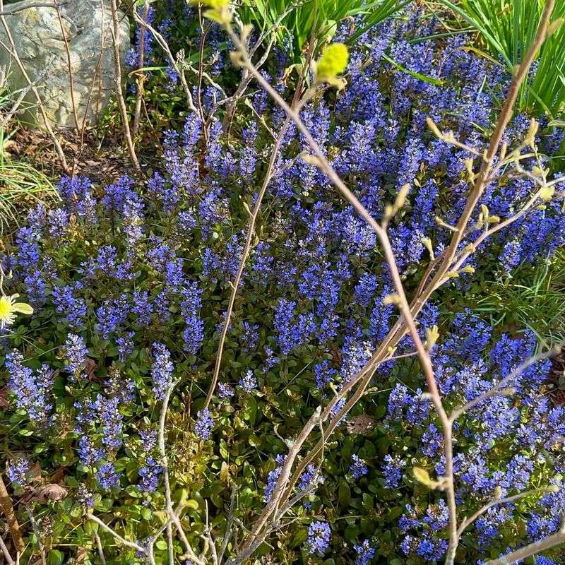 Ajuga