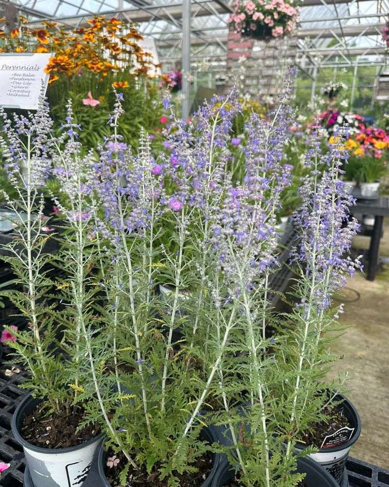 Russian Sage